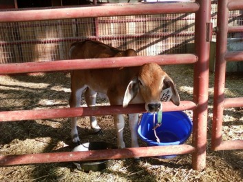 Orphaned Brahman Calf